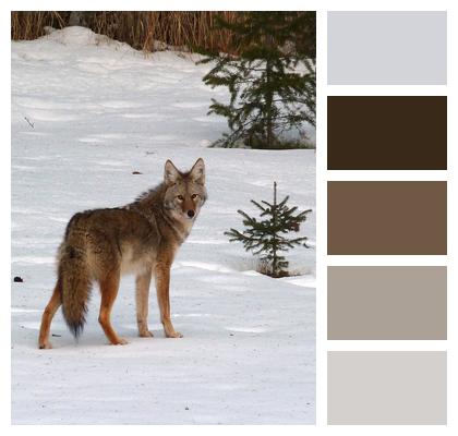 Animal Coyote Canis Latrans Image